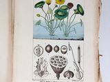 an open book with illustrations of plants and flowers on it