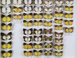de nombreux types de papillons différents présentés dans une vitrine