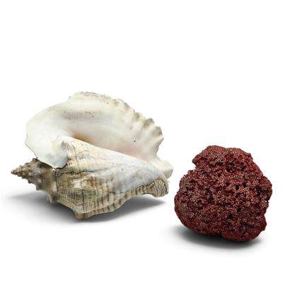 une éponge rouge à côté d'un coquillage sur une surface blanche