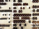 many different beetles on display in a display case