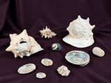 many shells and other items on a purple cloth
