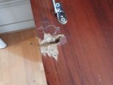 a cat that is sitting on the floor next to a door