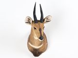 une tête d'antilope fixée sur un mur blanc, avec un fond blanc