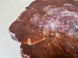 a close up of a petrified rock on a table