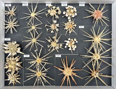 a display of shells and starfishs in a shadow box