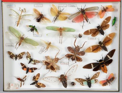de nombreux types d'insectes exposés dans une vitrine