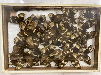 a picture of a picture of a bunch of butterflies in a box