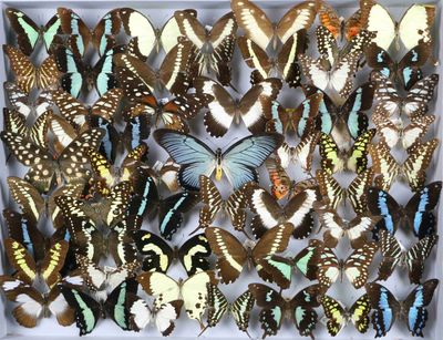 de nombreux papillons rassemblés dans une boîte