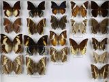 de nombreux types de papillons différents présentés dans une vitrine