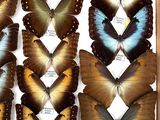 a lot of butterflies that are on display in a box