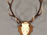 a picture of a deer skull mounted on a wall