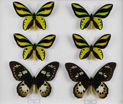 quatre espèces différentes de papillons exposées dans une vitrine