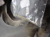 a close up of a piece of plastic on the back of an elephant