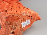 an orange sculpture of a fish with a tag on it ' s neck