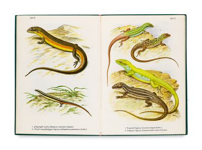an open book with illustrations of lizards and lizards on it