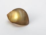gold shell on a white background