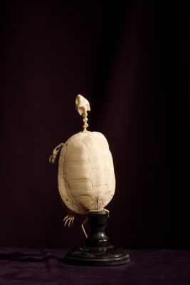une tortue assise sur une table