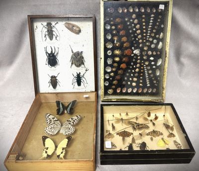 deux boîtes contenant divers insectes, posées sur une table