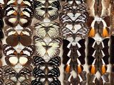 many different types of butterflies in a display case
