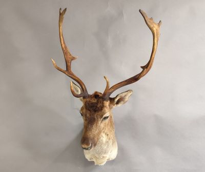 une image représentant une tête de cerf empaillée accrochée au mur, avec ses bois