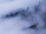 Un épais brouillard recouvre le paysage d'une zone boisée, avec des pins au premier plan