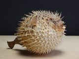 un poisson-globe posé sur une table