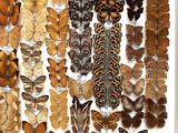 many different types of butterflies displayed in a white box