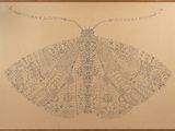 dessin d'un papillon de nuit sur une feuille de papier dans un cadre en bois