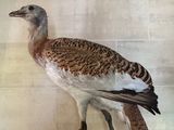 un oiseau posé sur une table