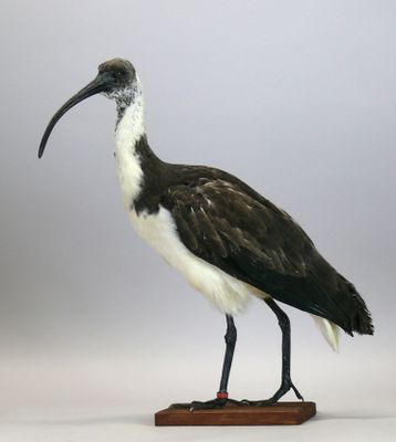 Ibis à cou de paille - Threskiornis spinicollis - sur socle …