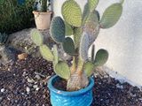 a cactus plant in a blue pot on the rocks