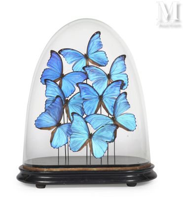 blue butterflies in a glass clochet on a wooden base