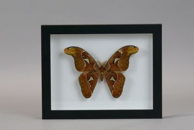 a close up of a moth in a black frame on a white background