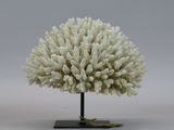 a white coral on a black stand on a white background