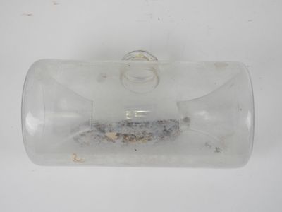 a picture of a glass bottle with a small fish inside of it