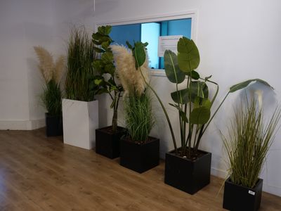 several potted plants are lined up in a row in a room
