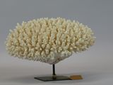 a white coral on a stand with a piece of wood on it