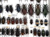 a lot of beetles that are on display in a glass case