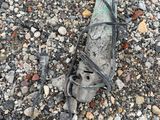 a dead fish on the ground next to a person ' s shoes