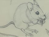 pencil drawing of a mouse eating a piece of bread