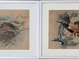 two framed pictures of birds and a nest on the wall