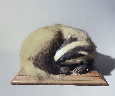 une peluche posée sur une planche en bois