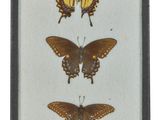 three butterflies in a black frame on a white background