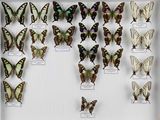 de nombreux papillons exposés dans une vitrine