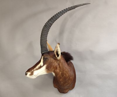 une tête d'antilope empaillée accrochée au mur, avec une longue corne