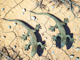 two lizards that are sitting on the ground