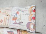 a picture of a book with a diagram of the human body
