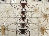 many different types of spiders on display on the wall