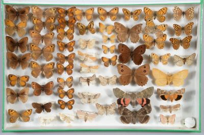de nombreux types de papillons dans une vitrine