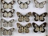de nombreux papillons exposés dans une vitrine